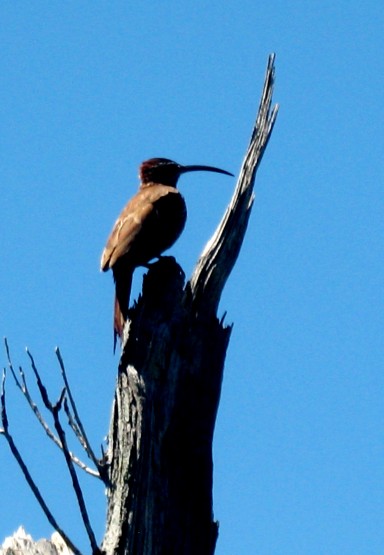 Foto 3/Estaba - pidi socorro - despus se qued.