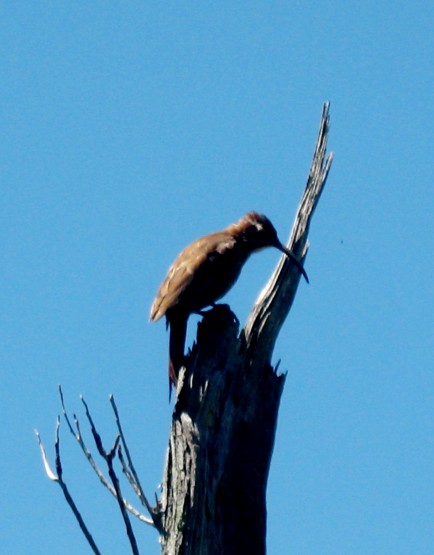 Foto 4/Estaba - pidi socorro - despus se qued.