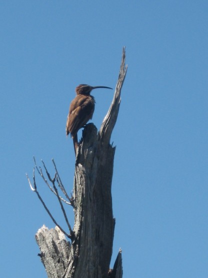 Foto 5/Estaba - pidi socorro - despus se qued.