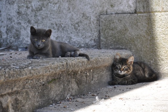 Foto 1/gatos, los unicos que siguen habitando el hotel