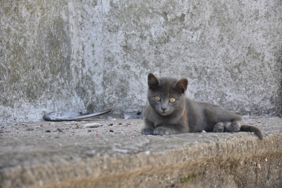 Foto 2/gatos, los unicos que siguen habitando el hotel