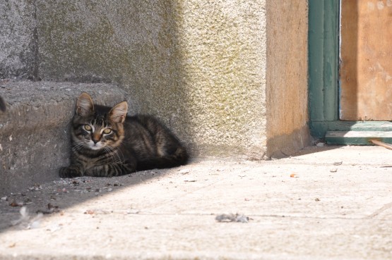 Foto 3/gatos, los unicos que siguen habitando el hotel