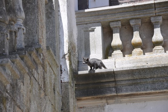 Foto 4/gatos, los unicos que siguen habitando el hotel