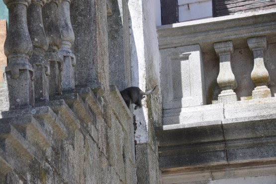 Foto 5/gatos, los unicos que siguen habitando el hotel