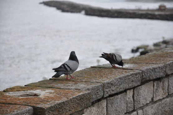 Foto 4/las palomas y el mar. . .