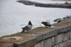 las palomas y el mar. . .