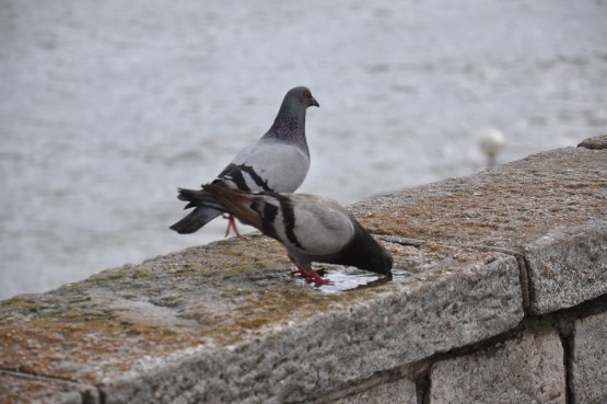 Foto 5/las palomas y el mar. . .