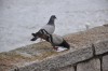 las palomas y el mar. . .