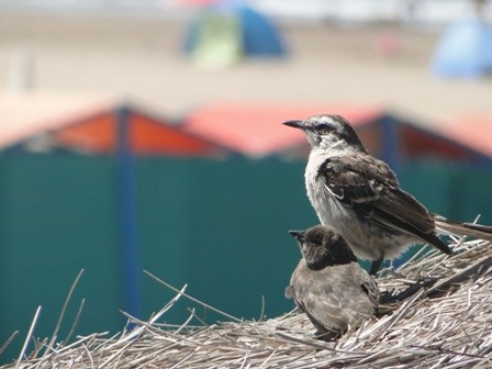 Foto 2/pajaros