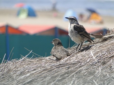 Foto 3/pajaros