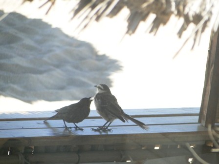 Foto 4/pajaros