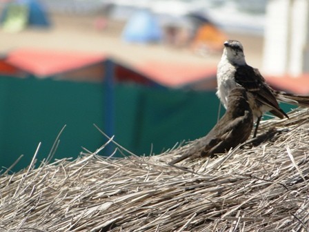 Foto 5/pajaros