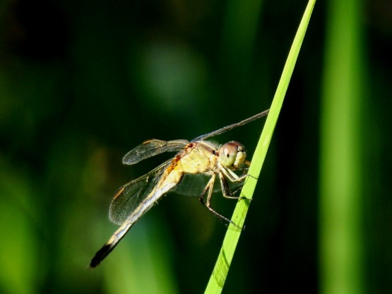 Foto 1/EQUILIBRIO Y BELLEZA NATURALES