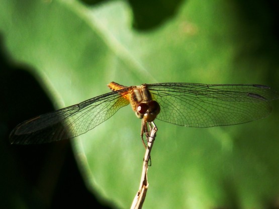 Foto 2/EQUILIBRIO Y BELLEZA NATURALES