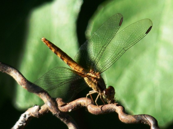 Foto 3/EQUILIBRIO Y BELLEZA NATURALES