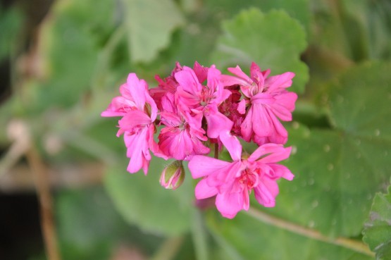 Foto 2/un regalo de la naturaleza, las flores. . .