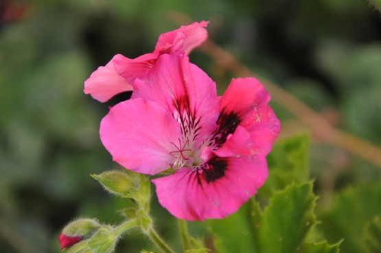 Foto 3/un regalo de la naturaleza, las flores. . .