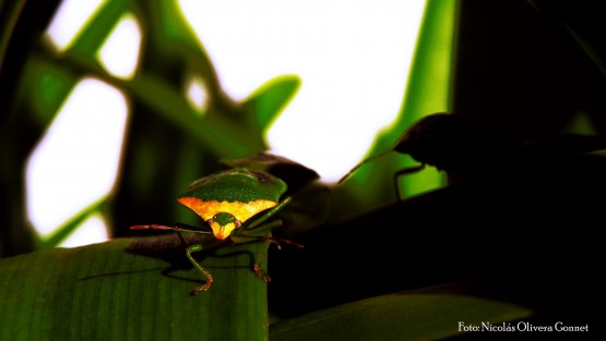 Foto 3/chinchonada