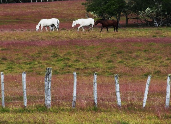 Foto 2/Estancia Fueguina