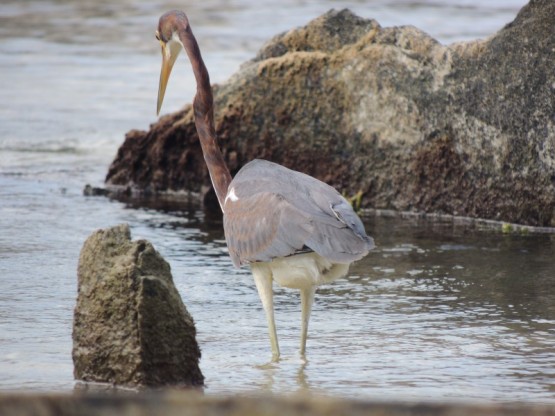 Foto 2/Garza