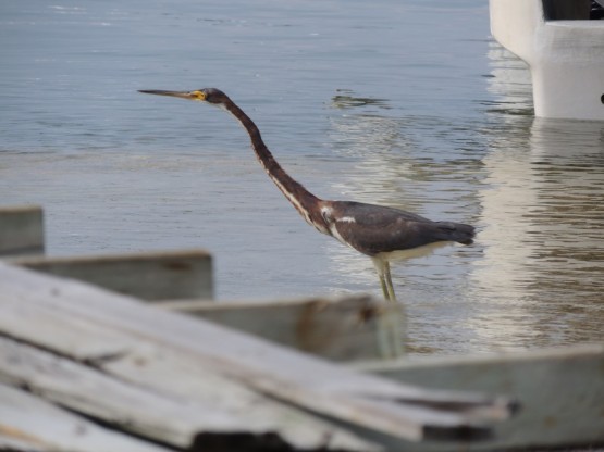 Foto 3/Garza