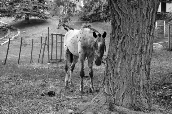 Foto 1/caballos criollos argentinos. . .