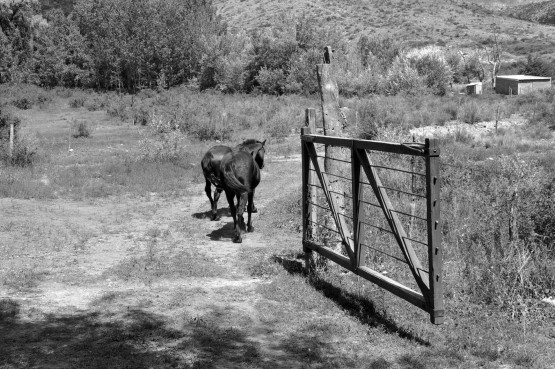 Foto 4/caballos criollos argentinos. . .