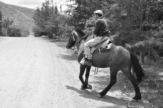 Foto 5/caballos criollos argentinos. . .