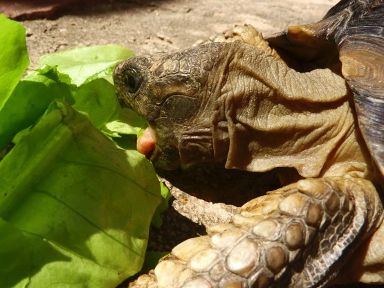 Foto 4/El almuerzo de Manuelita