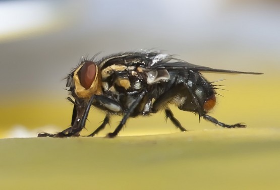 Foto 1/una mosca en mi mesa ...