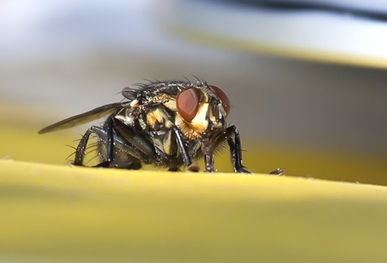 Foto 2/una mosca en mi mesa ...