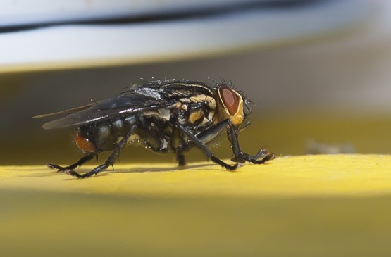 Foto 3/una mosca en mi mesa ...