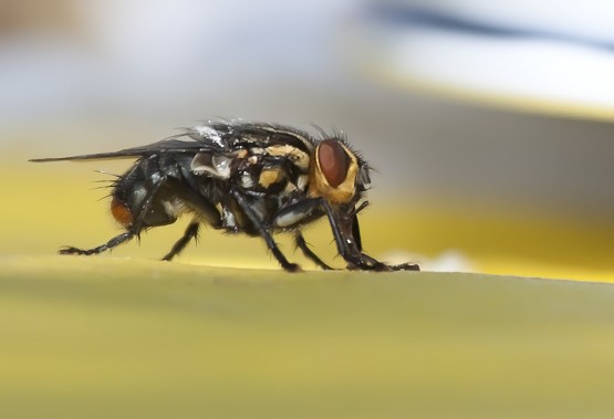 Foto 4/una mosca en mi mesa ...