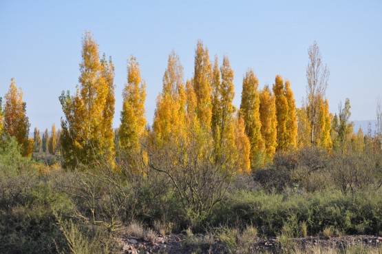 Foto 1/otoo en Mendoza, son cosas que invento el amor. .