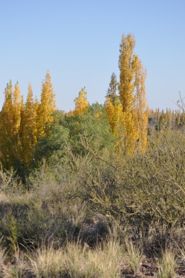 Foto 2/otoo en Mendoza, son cosas que invento el amor. .