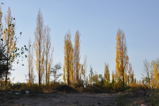 Foto 4/otoo en Mendoza, son cosas que invento el amor. .