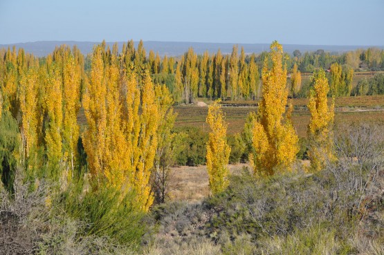 Foto 5/otoo en Mendoza, son cosas que invento el amor. .