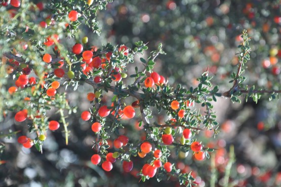 Foto 4/flores y frutos del campo