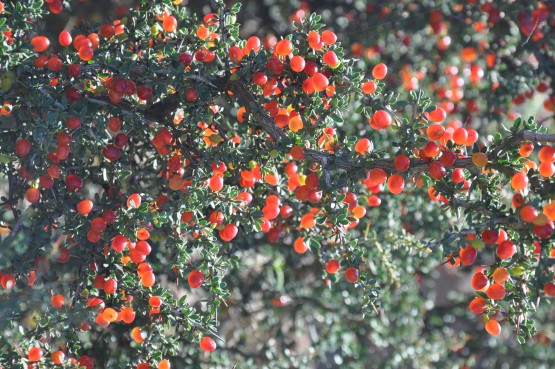 Foto 5/flores y frutos del campo