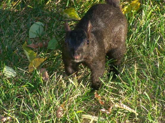 Foto 3/` - Hola, soy la ardilla de Toronto, qu tal?`