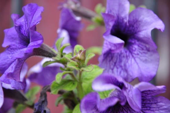 Foto 1/flores, colores y armonia de la naturaleza