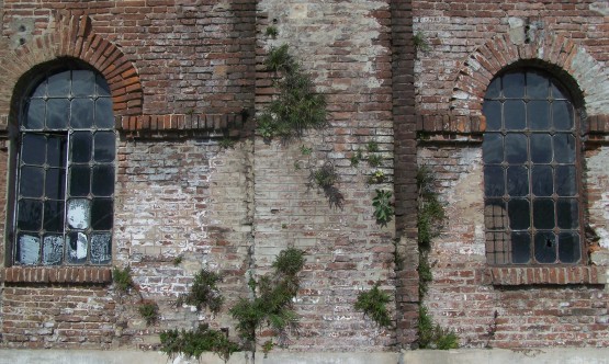 Foto 3/Creciendo sobre la pared de ladrillos