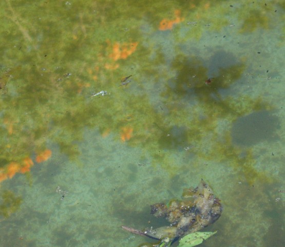 Foto 5/bajo la alegre capa del agua helada