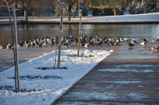 Foto 5/nevada en el parque central de la ciudad de mza.-