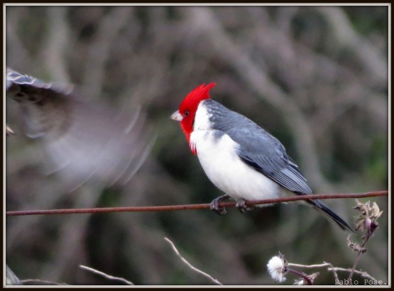 Foto 1/Cardenal.