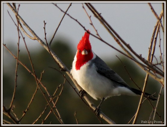 Foto 2/Cardenal.