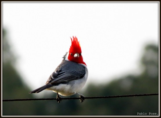 Foto 3/Cardenal.