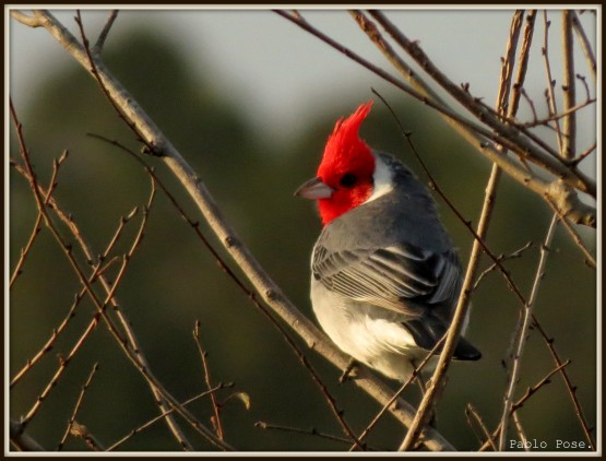 Foto 4/Cardenal.