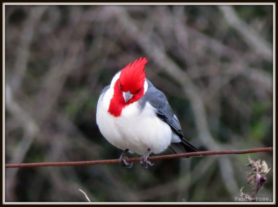 Foto 5/Cardenal.