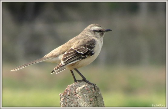 Foto 1/Poses de Calandria.